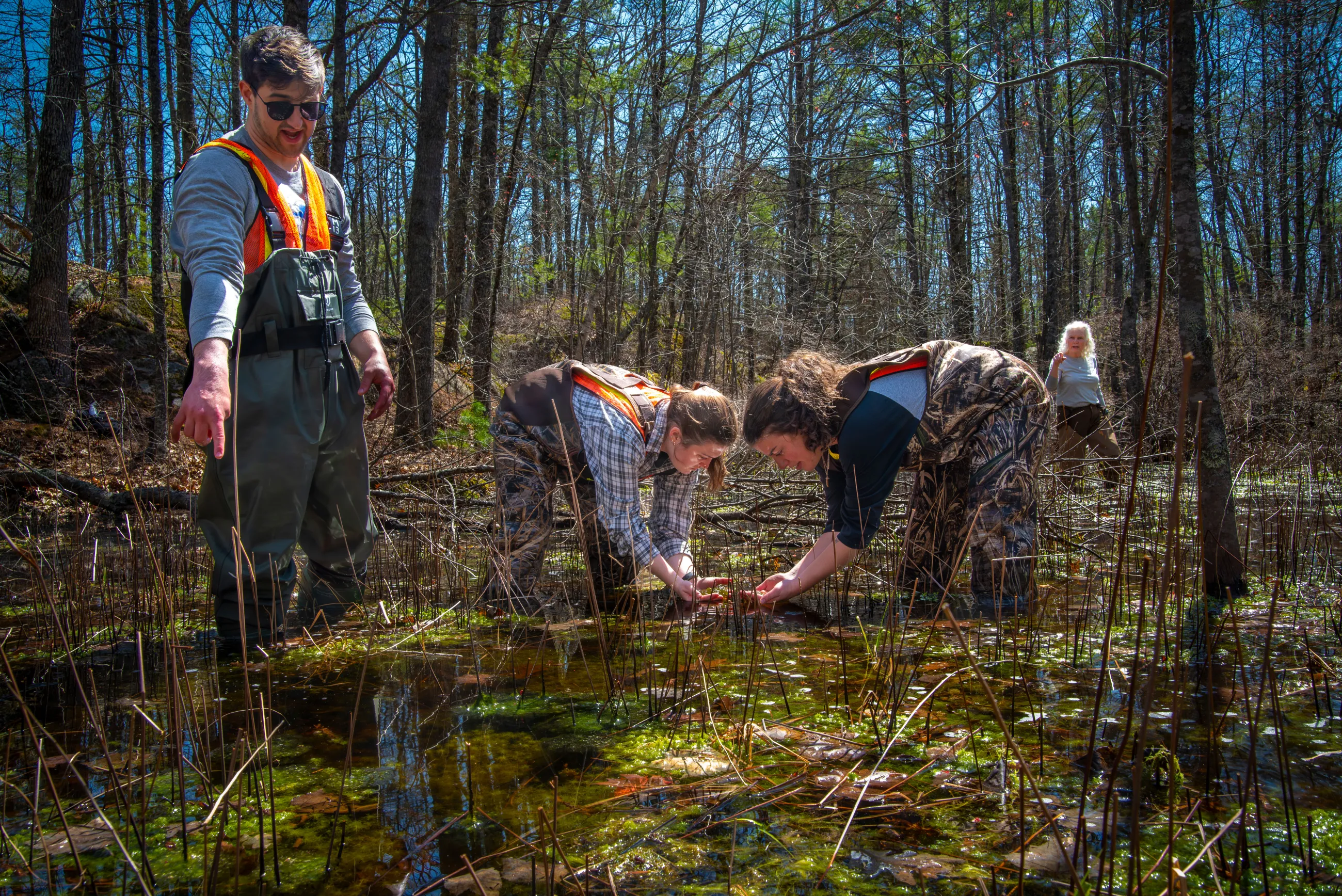 Environmental studies students search for eggs in UNE's vernal pools
