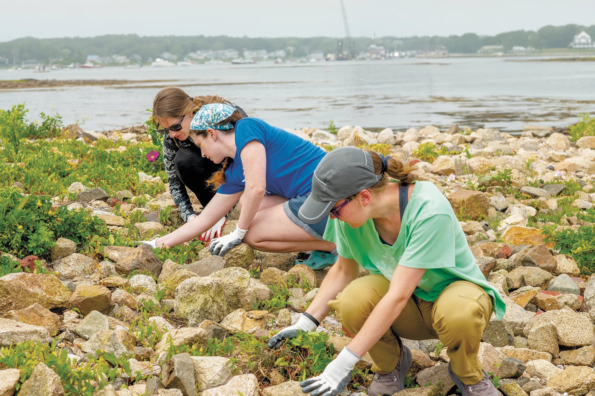 Volunteers pull invasive plant species along the rocky shoreline at Goat Island Light Station with the harbor visible in the background.