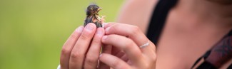 Hands hold a baby bird