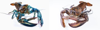 Two lobsters are shown against a white background