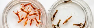 Two petri dishes each filled with baby lobsters