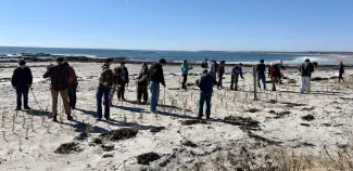 UNE students help local land trust plant dune grass.