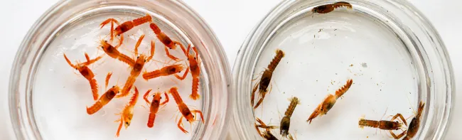 Two petri dishes each filled with baby lobsters