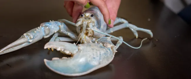 An albino lobster 