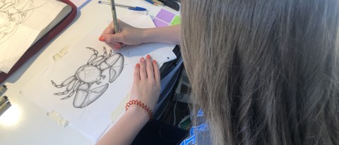 Crista Kieley working on a scientific illustration