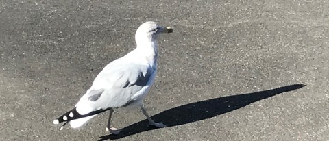 Herring gull