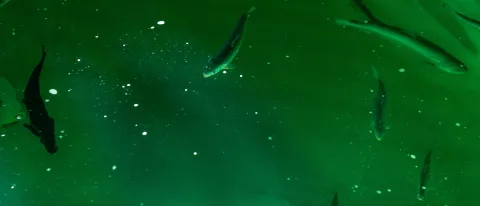 MSC Salmon
