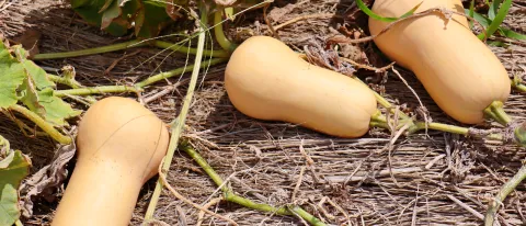 butternut squash