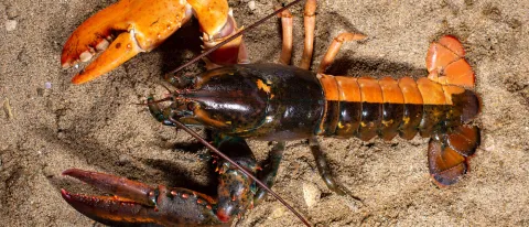 Photo of split colored lobster