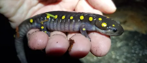 Spotted salamander