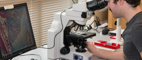A student looks into a high-tech microscope at the UNE COBRE Histology and Imaging Core. Cells are displayed on a computer screen.