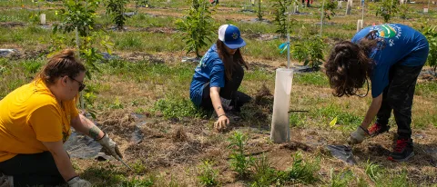 Youths pull invasive plants away from an American chestnut tree seedling as part of a partnership between UNE and the Portland Youth Corps