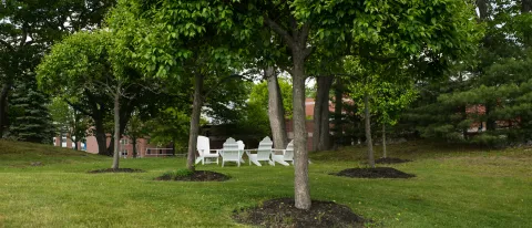 A row of trees on the Biddeford Campus