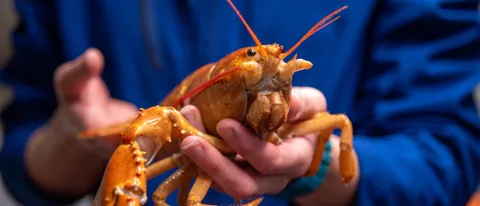 A rare orange lobster