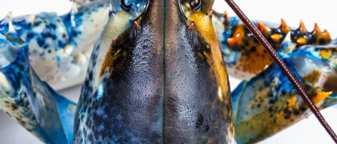 Photo of a blue and brown split-colored lobster