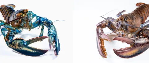 Two lobsters are shown against a white background