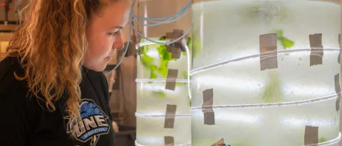 student researching sea lettuce in lab