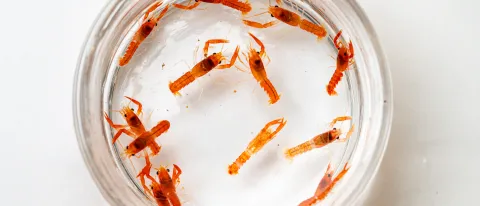 Over a dozen baby orange lobsters are seen in a petri dish