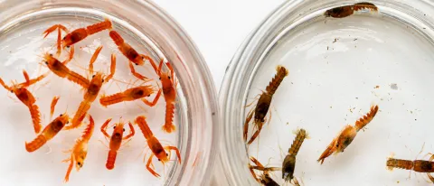 Two petri dishes each filled with baby lobsters