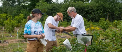 Professor Tom Klak works with student researchers on restoring the American chestnut tree.
