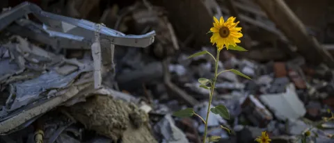 A sunflower blooms against a background of metal waste