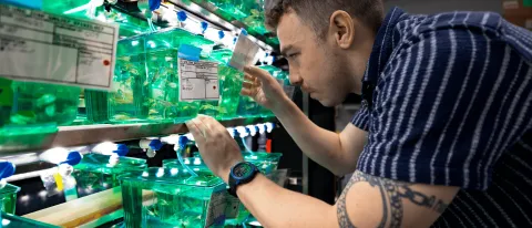 UNE student Willard Swift examines zebrafish in a UNE lab