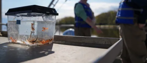 Baby lobsters sit in a holding tank on a UNE research vessel
