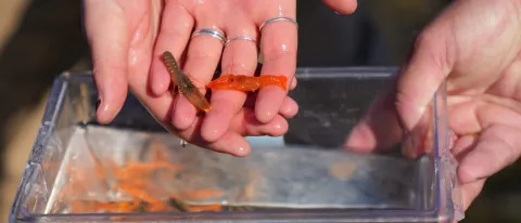 A student holds baby orange lobsters in their hand