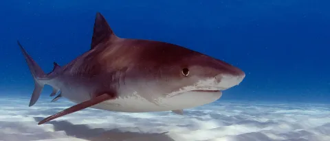 Photo of a tiger shark swimming underwater. Photo credit: Neil Hammerschlag