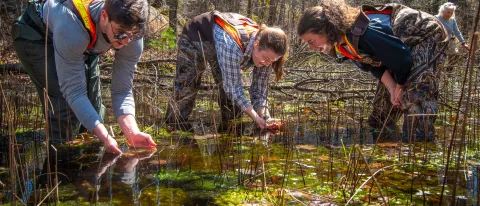Environmental studies students search for eggs in UNE's vernal pools