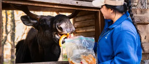 UNE senior cares for birds, mammals, and more in immersive internship with Maine Wildlife Park 