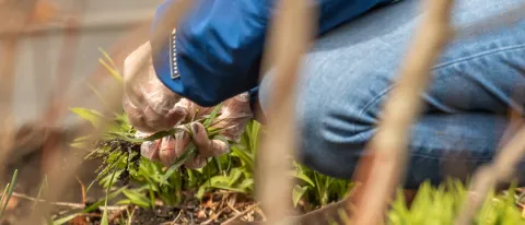 A garden worker tends to plants