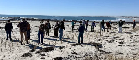 UNE students help local land trust plant dune grass.
