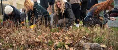 Students clear invasive plants from the UNE shore