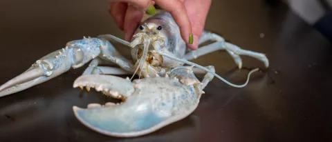 An albino lobster 