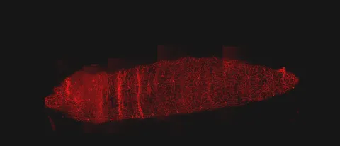 Nociceptive neurons in a fruit fly larva