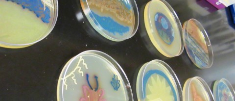 Agar art from the College of Pharmacy