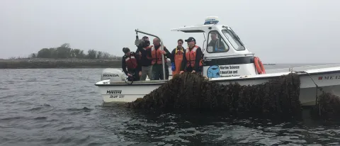 UNE Marine Science researchers harvest sugar kelp from their experimental farm