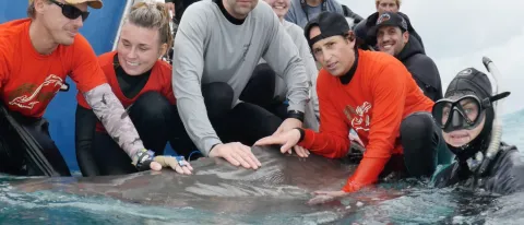 James Sulikowski does tiger shark research in The Bahamas