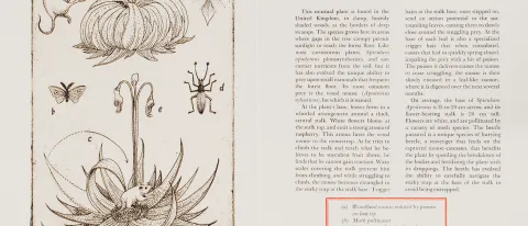 Plate 9 from "Carnivorous Plants: A Compendium of Most Unusual Species" by Stephen Burt and Pamela Morgan
