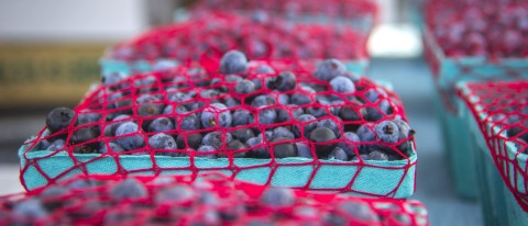 blueberries