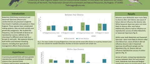 "Consequences of Divorce on Reproductive Success of Nesting Grassland Songbirds in Vermont" (poster)