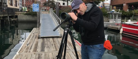 Noah Perlut gets an up close look at gulls along the Portland waterfront