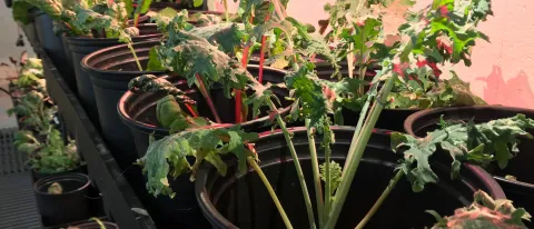 Students maintain all the plants growing inside UNE's aquaponics lab