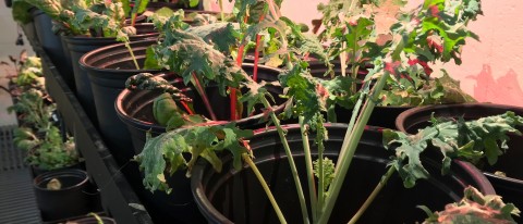 Students maintain all the plants growing inside UNE's aquaponics lab