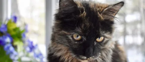 A study on free-roaming cats co-authored by Zach Olson was recently published