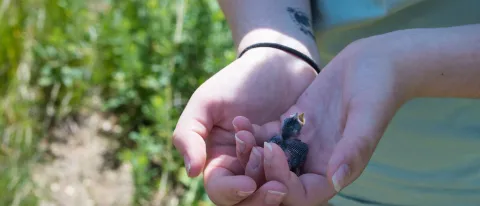 Hope Dubois handles a chick that was born in one of the nesting stations placed around the Biddeford Campus as part of the Univ