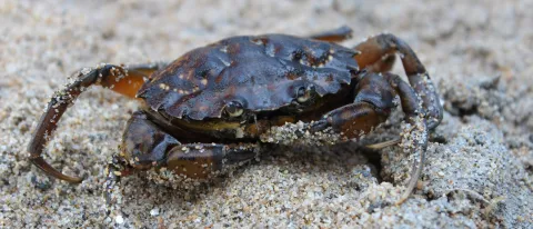 Green crab