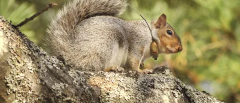 A gray squirrel tagged with a radio collar by UNE Associate Professor Noah Perlut as part of his squirrel research project. Phot