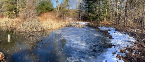 Large vernal pool in UNE's forest